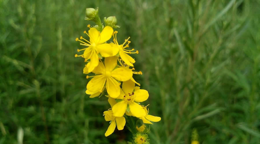 龙芽草.jpg